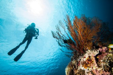 Dalgıç ve deniz fan Derawan, Kalimantan, Endonezya sualtı fotoğraf içinde