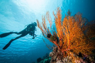 Dalgıç ve deniz fan Derawan, Kalimantan, Endonezya sualtı fotoğraf içinde