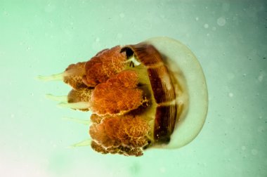 Denizanası Kakaban Yüzme Derawan, Kalimantan, Endonezya sualtı fotoğraf içinde