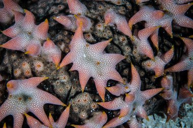 Derawan, Kalimantan, Endonezya sualtı fotoğraf içinde ananas deniz salatalık