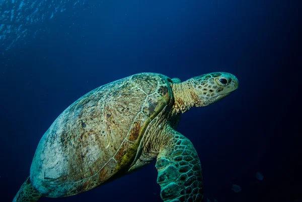 Green sea turtle in Derawan, Kalimantan, Indonesia underwater photo — Stock Photo, Image