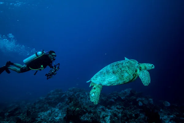 Dykare och grön havssköldpadda i Derawan, Kalimantan, Indonesien undervattensfoto — Stockfoto