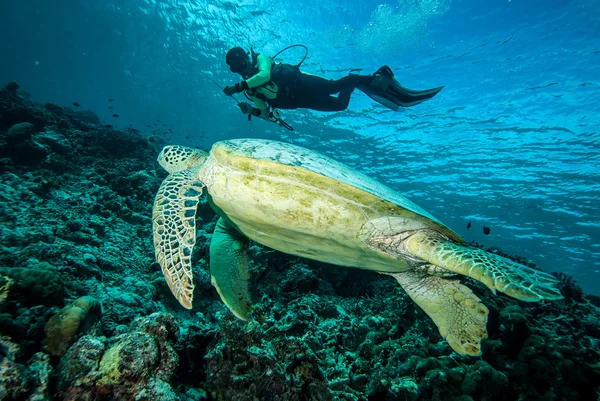 Búvár és a zöld tengeri teknős, Derawan, víz alatti fotó Kalimantan, Indonézia — Stock Fotó