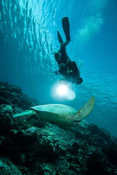 Dykare och grön havssköldpadda i Derawan, Kalimantan, Indonesien undervattensfoto — Stockfoto