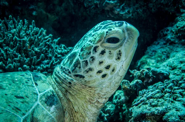 Zöld tengeri teknős, a Derawan, víz alatti fotó Kalimantan, Indonézia — Stock Fotó