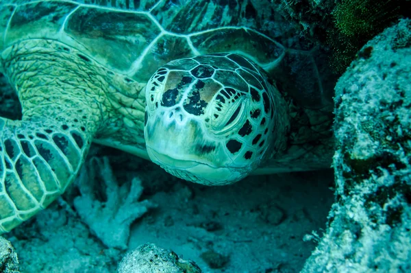 Grüne Meeresschildkröte in derawan, kalimantan, indonesien unterwasserfoto — Stockfoto