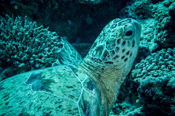 Zielony żółw morski w Derawan, Zdjęcie podwodne Kalimantan, Indonezja — Zdjęcie stockowe