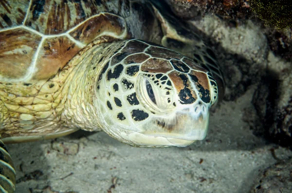 Green sea turtle in Derawan, Kalimantan, Indonesia underwater photo — Stock Photo, Image