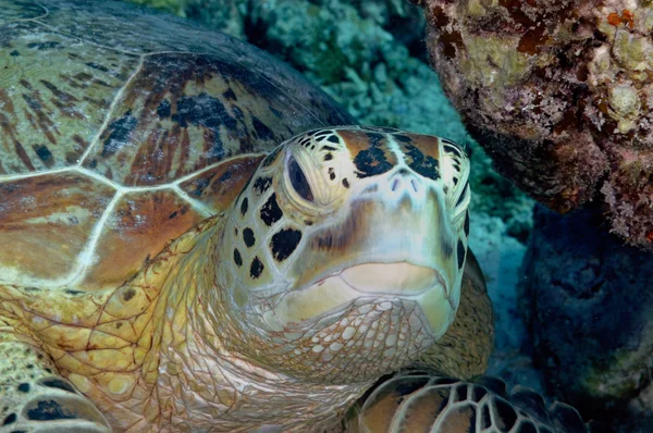 Derawan、インドネシア、カリマンタンの水中写真で緑色の海亀 — ストック写真