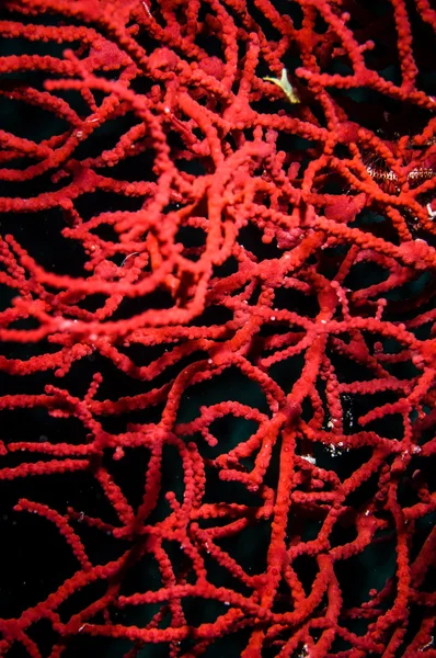 Sea fan in Derawan, Kalimantan, Indonesia underwater photo — Stock Photo, Image