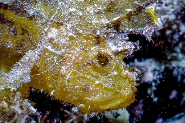 Escorpión de hoja en Derawan, Kalimantan, Indonesia foto submarina — Foto de Stock