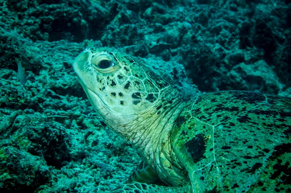 Derawan, Kalimantan, Endonezya sualtı fotoğraf içinde Yeşil deniz kaplumbağası — Stok fotoğraf