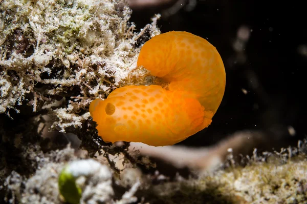 Dorid nudibranch en Derawan, Kalimantan, Indonesia foto submarina — Foto de Stock