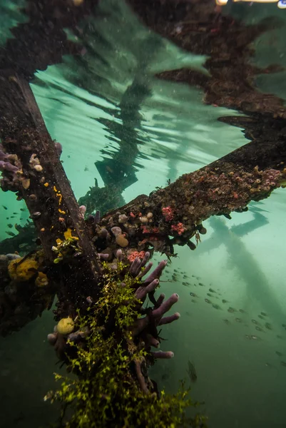 Underwater of Kakaban in Derawan, Kalimantan, Indonesia — Stock Photo, Image