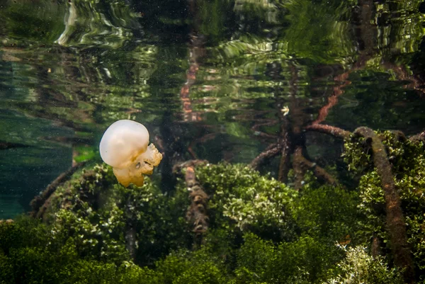 Jellyfish Kakaban swimming above mangrove in Derawan, Kalimantan, Indonesia underwater photo — Stock Photo, Image