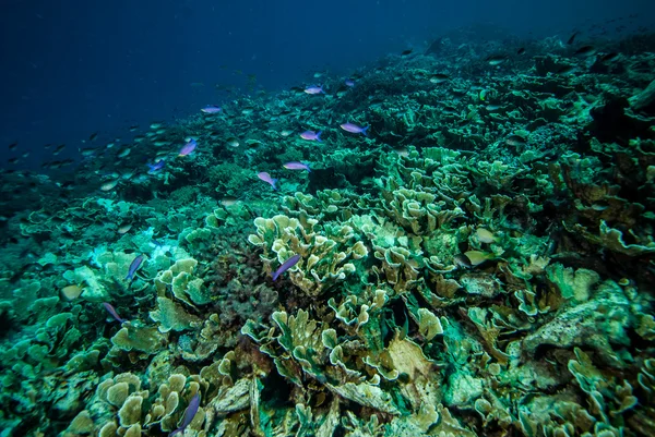 Gruppo di antie viola che nuotano a Derawan, Kalimantan, Indonesia foto subacquee — Foto Stock