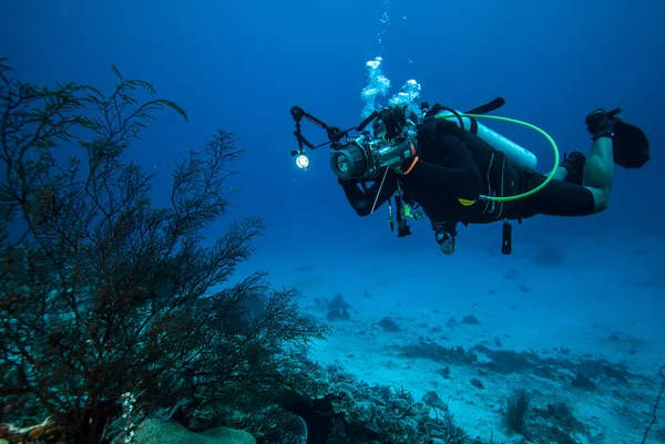 Buzo y abanico de mar Rumphella sp. en Derawan, Kalimantan, Indonesia foto submarina — Foto de Stock