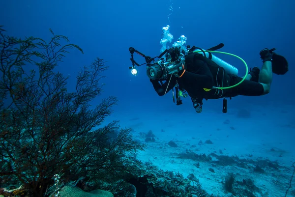 Mergulhador e fã do mar Rumphella sp. em Derawan, Kalimantan, Indonésia foto subaquática — Fotografia de Stock