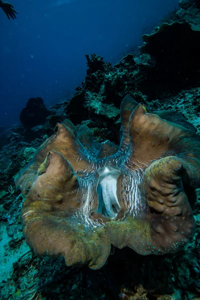 Il morsetto gigante a Derawan, Kalimantan, Indonesia foto subacquee — Foto Stock