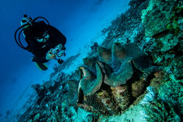 Buceador y pinza gigante n Derawan, Kalimantan, Indonesia foto submarina —  Fotos de Stock