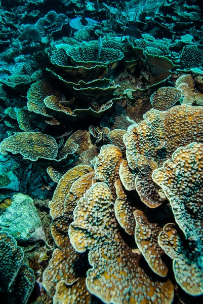Arrecifes de coral duro en Derawan, Kalimantan, Indonesia foto submarina —  Fotos de Stock
