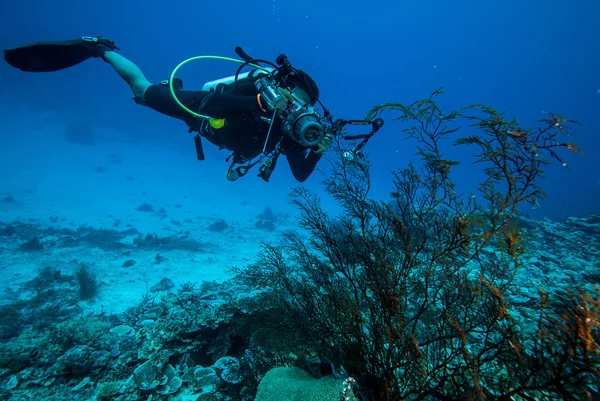 Mergulhador e fã do mar Rumphella sp. em Derawan, Kalimantan, Indonésia foto subaquática — Fotografia de Stock