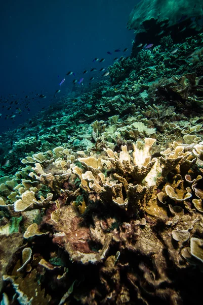 Vários recifes de coral e peixes em Derawan, Kalimantan, Indonésia foto subaquática — Fotografia de Stock