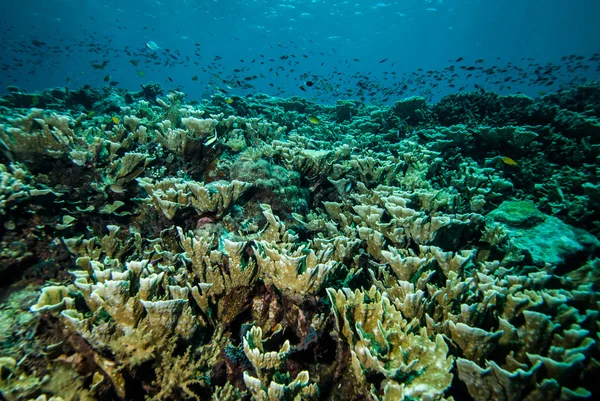 Various coral reefs and fishes in Derawan, Kalimantan, Indonesia underwater photo — Stock Photo, Image