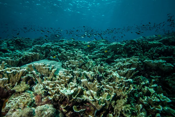 Various coral reefs and fishes in Derawan, Kalimantan, Indonesia underwater photo — Stock Photo, Image