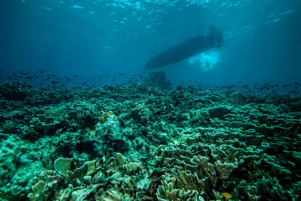 Különböző korallzátonyok és a halak, a Derawan, víz alatti fotó Kalimantan, Indonézia — Stock Fotó