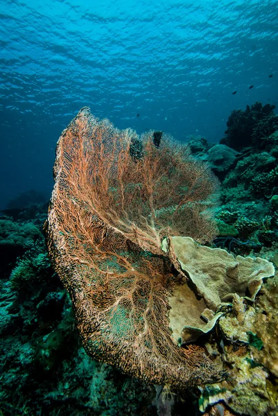 Morze wentylator w Derawan, Zdjęcie podwodne Kalimantan, Indonezja — Zdjęcie stockowe