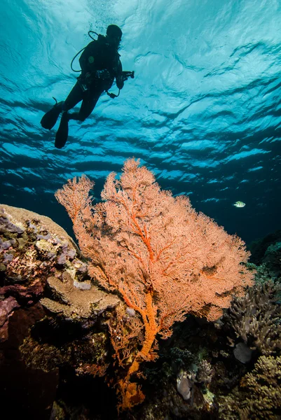 Taucher und Meeresfan in derawan, kalimantan, indonesien unterwasserfoto — Stockfoto