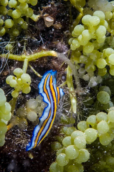 Flatworm crawling in green grape algae in Derawan, Kalimantan, Indonesia underwater photo — Stock Photo, Image