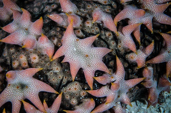Pineapple sea cucumber in Derawan, Kalimantan, Indonesia underwater photo — Stock Photo, Image