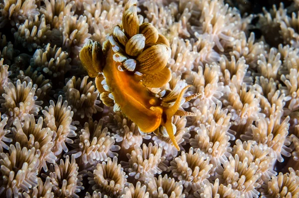 Aeolid nudibranch in Derawan, Kalimantan, Indonesia underwater photo — Stock Photo, Image