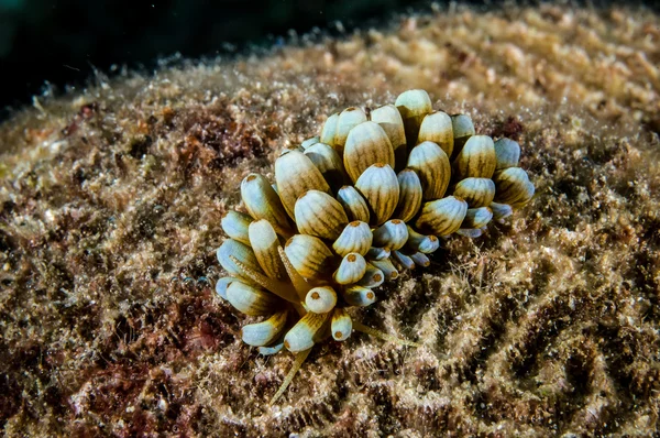 Aeolid nudibranch in Derawan, Kalimantan, Indonesia underwater photo — Stock Photo, Image