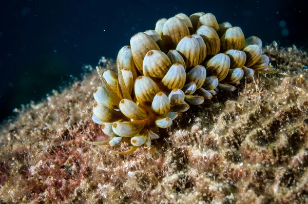 Aeolid nudibranch in Derawan, Kalimantan, Indonesia underwater photo — Stock Photo, Image