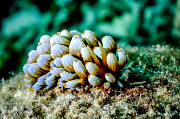 Aeolid nudibranch in Derawan, Kalimantan, Indonesia underwater photo — Stock Photo, Image