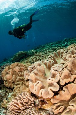 Dalgıç ve mantar deri mercan Banda, Endonezya sualtı fotoğraf