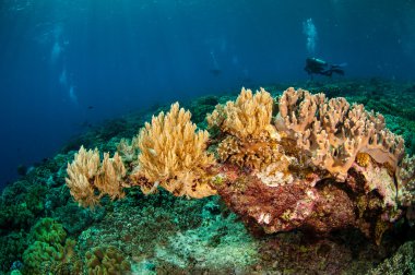 Dalgıç ve Banda, Endonezya sualtı fotoğraf çeşitli yumuşak mercan
