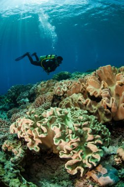 Dalgıçlar ve mantar deri mercan Banda, Endonezya sualtı fotoğraf