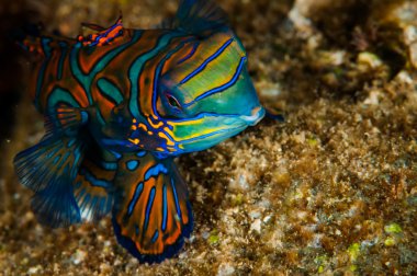Dragonet mandarinfish Banda, Endonezya sualtı fotoğraf