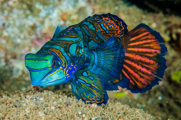 Pitvissen blauwe mandarijn pitvis in Banda, Indonesië onderwater foto — Stockfoto