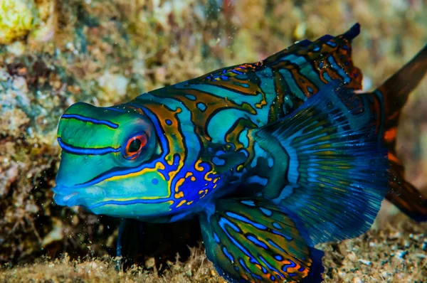 Pitvissen blauwe mandarijn pitvis in Banda, Indonesië onderwater foto — Stockfoto