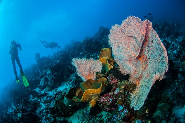 Buzos y ventilador de mar Muricella en Banda, Indonesia foto submarina —  Fotos de Stock