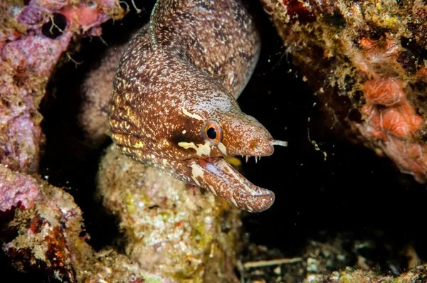 Muränen schwimmen in Banda, Indonesien Unterwasserfotos — Stockfoto