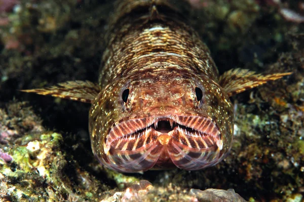 Lizardfish μεταξύ των υφάλων σε υποβρύχια φωτογραφία μπάντα, ΙΝΔΟΝΗΣΙΑ — Φωτογραφία Αρχείου