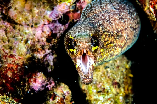 Moray anguila en Banda, Indonesia foto submarina —  Fotos de Stock