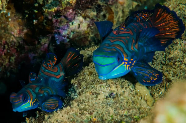 Pair of dragonet mandarinfish in Banda, Indonesia underwater photo — Stockfoto