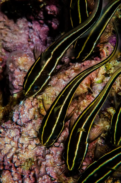 Group of striped catfish in Banda, Indonesia underwater photo — Stock Photo, Image